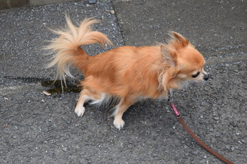 Long coat Chihuahua to pee in the middle of walking