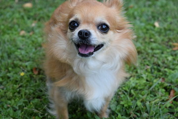 Long Hair Chihuahuas Photos Royalty Free Images Graphics