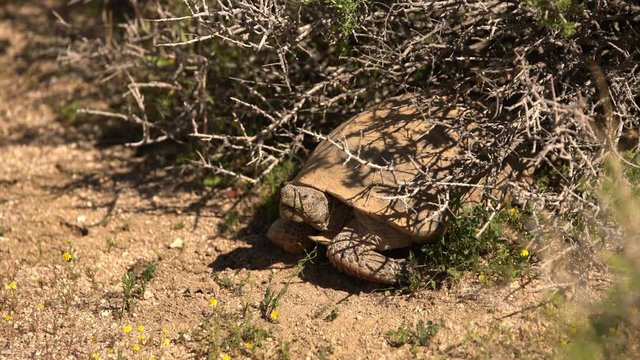 Wild Desert Tortoise Gopherus Agassizii in Mojave California