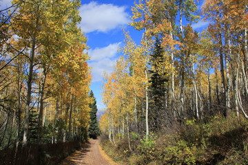 Fall Colors Landscape