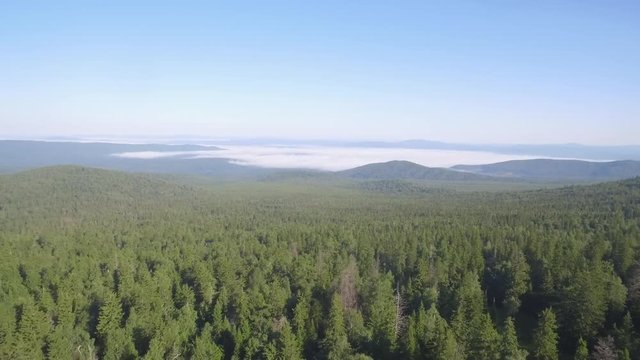 Long distance nature mountain green tree forest landscape, aerial view. An aerial view of the forest during summer, with a mix of evergreen trees with a beautiful mountains in the distance