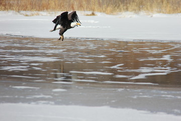 White-Headed Bald Eagle