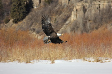 White-Headed Bald Eagle