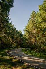 Fototapeta na wymiar Road in the Pine forest
