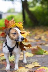 Jack Russell in autumn