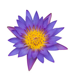 waterlily, lotus blooming isolated on white background
