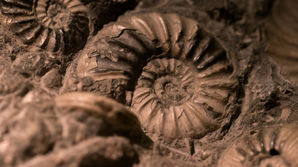 Fossil & Ammonite for fuel energy