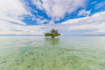 Virgin Island (Panglao Island, Philippines) - 175014022