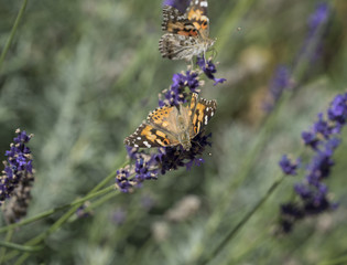 Butterfly Flower Pose