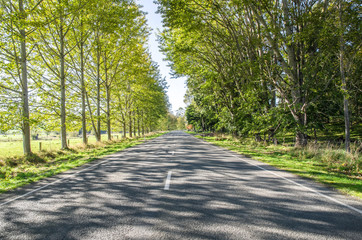 Rows of trees along the road in sunlight