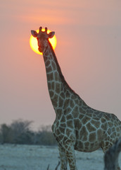 Etosha National Park Namibia, Africa, giraffe at sunset.