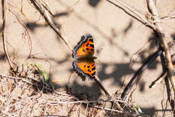 Butterfly  monarch