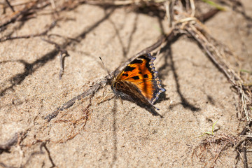 Fototapeta na wymiar Butterfly monarch