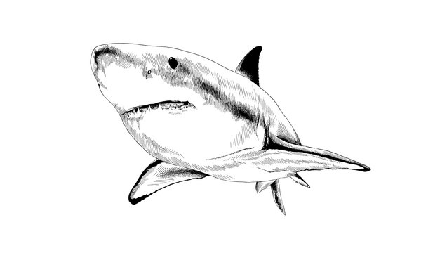 a great white shark drawn in ink on a white background with jaws attacking