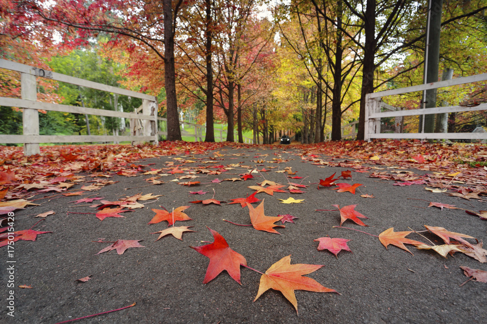 Wall mural autumn trees and leaves