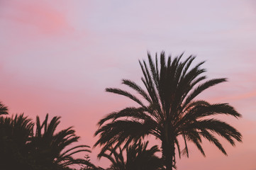 Obraz premium Palm tree silhouettes against colorful sunset sky