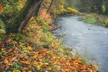 Autumn-time vivid river bank