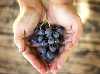 blue grapes harvest in farmers hands on wooden background