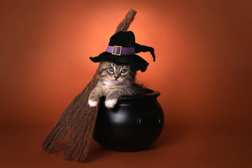 Cute Halloween Witch Themed Kitten