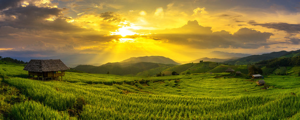 Sunset and the field farm have home and rice seed. 