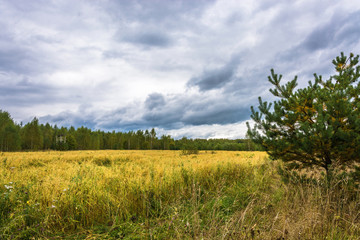 Autumn landscape with a yellow field.