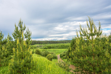 Beautiful landscape with young pines.