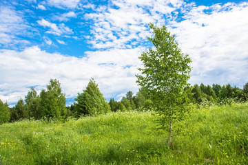 Landscape with the young birches.