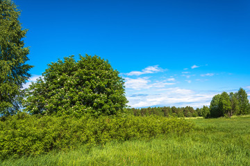 Fototapeta na wymiar Summer landscape with green trees.