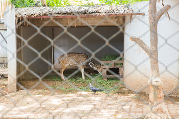 Deer in the cage