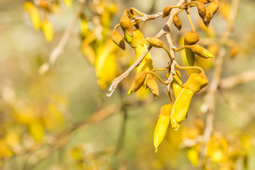 close-up of sunlit yellow kowhai tree flowers in bloom