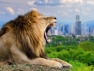 Lion with the city of on the background