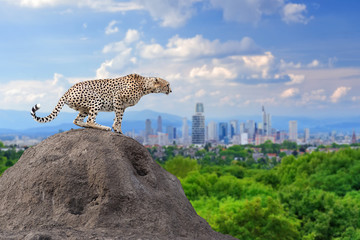 Cheetah with the city of on the background