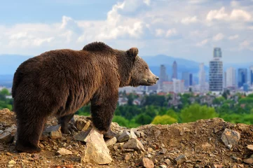 Zelfklevend Fotobehang Bear with the city of on the background © byrdyak