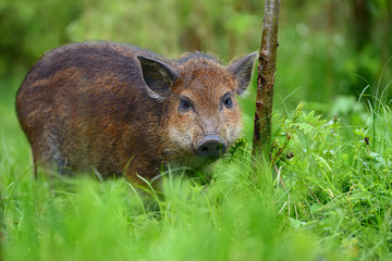 Fototapeta premium Wild boar on the forest