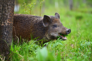 Fototapeta na wymiar Wild boar on the forest