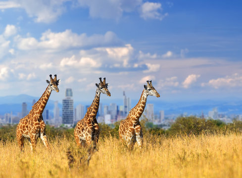 Giraffe with the city of on the background