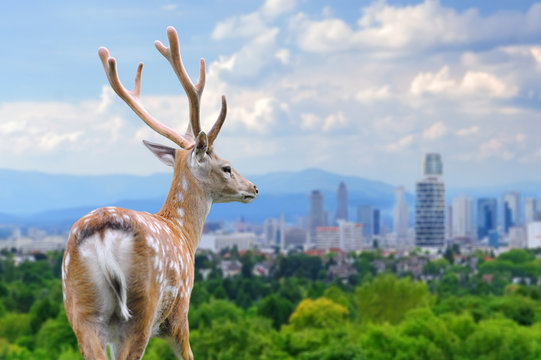 Deer with the city of on the background