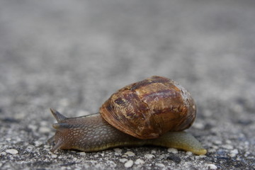 Common Garden Snail with damaged shell