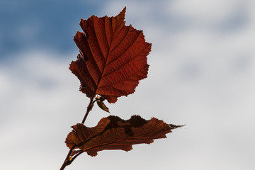Rotes Herbstblatt