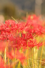 夕暮れと彼岸花