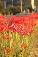 夕暮れと彼岸花