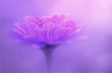 Gros plan de fleur rose sur un arrière-plan flou violet. Fond aquarelle. Nature.
