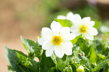 Beautiful white Zinnia flower