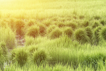 Paddy Field, That is Flooded Land Using for Growing Rice.