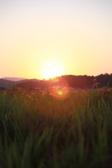 Fototapeta premium 夕暮れと稲穂