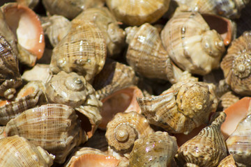 Seashell background, lots of scallop sea shells piled together
