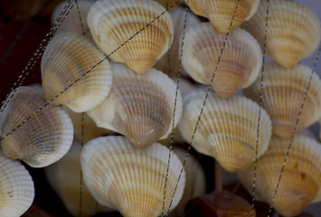 Seashell background, lots of scallop sea shells piled together