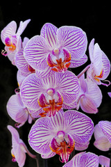 pink orchids on black background