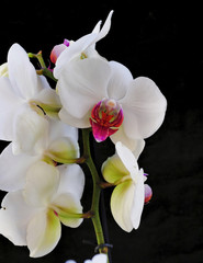 white crisp orchids on black background