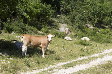 Obraz premium Brown Calf on mountain farm